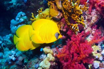 O lume subacvatica unica